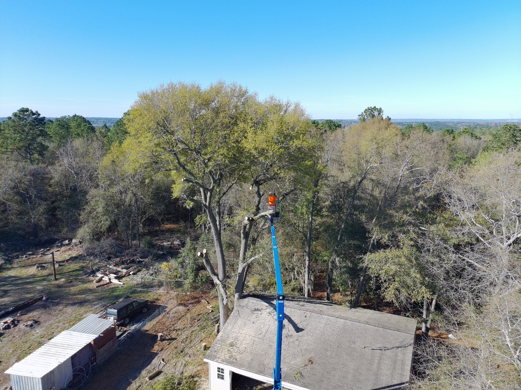 Tree Removal